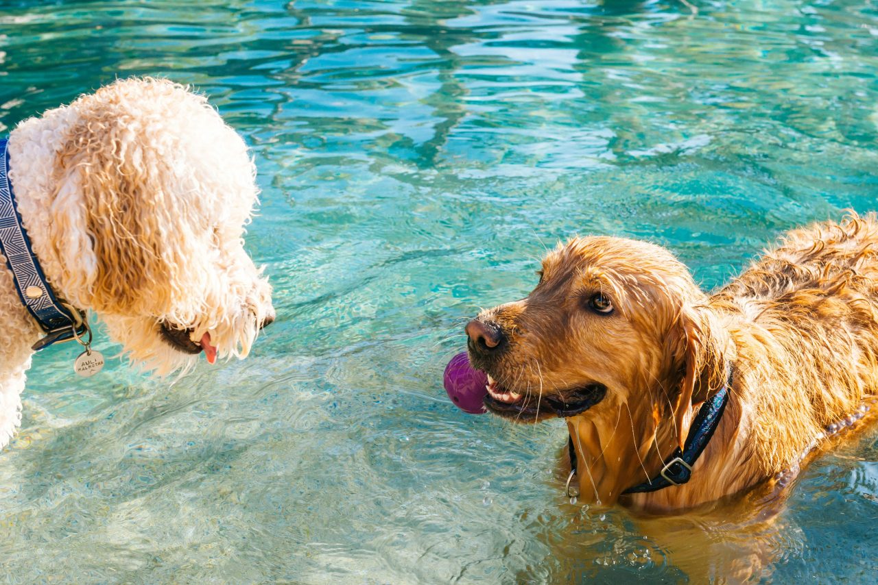 GuauFest, el primer parque de diversiones para perros en Chile